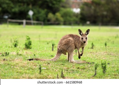 Baby Kangaroo, Australia