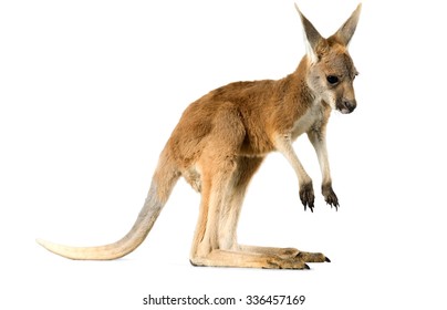 Baby Kangaroo - Isolated