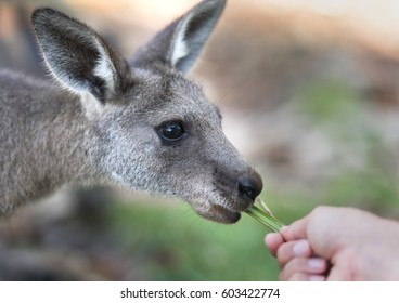 Baby kangaroo, Jervis Bay Australia