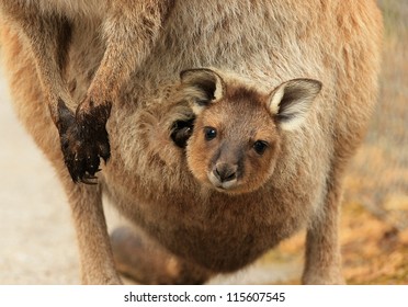Kangaroo Joey High Res Stock Images | Shutterstock