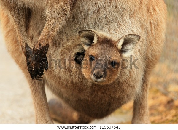 Bebe Kangourou Joey Dans La Poche Photo De Stock Modifiable