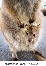 A Baby Kangaroo In The Mother's Pouch Looking At You