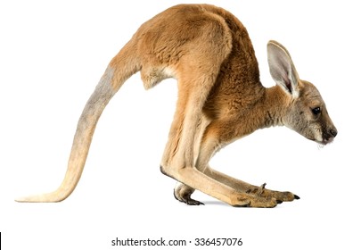 Kangourou Bebe High Res Stock Images Shutterstock