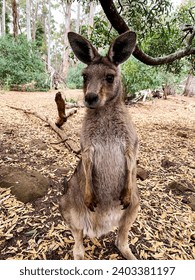 baby kangaroo standing on the gorund