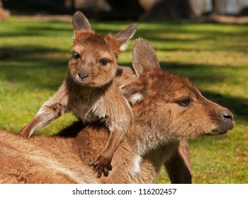 Kangourou Bebe High Res Stock Images Shutterstock