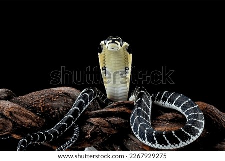 Baby king cobra on branch with black background, Indonesian snake with can be very deadly, very venomous snake (ophiopahus hannah), animal closeup
