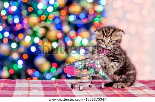 Baby kitten holds empty\
shopping trolley with Christmas tree on background. Empty space for\
text