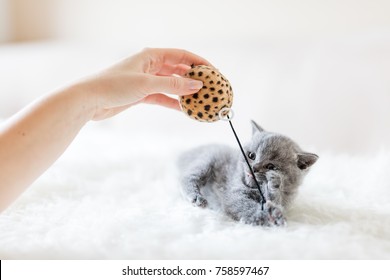 Baby kitten playing with a toy held in woman's hand. British shorthair cat.