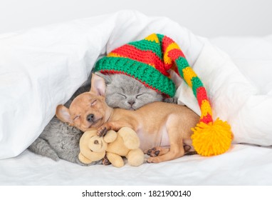 Baby Kitten Wearing Warm Hat And Toy Terrier Puppy Sleep Together Under A Warm Blanket On A Bed At Home. Puppy Embraces Favorite Toy Bear