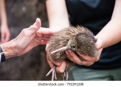 Baby Kiwi Bird Being Nursed In Avian Nursery In Nature Preserve At Cape Kidnappers, Hawkes Bay New Zealand