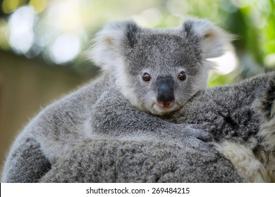 Baby Koala High Res Stock Images Shutterstock