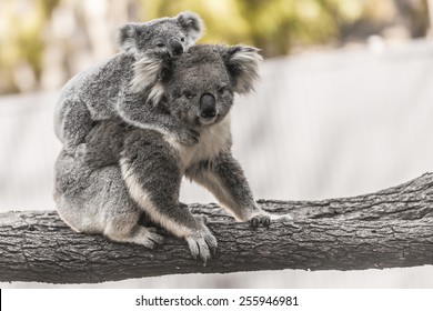Baby Koala on Mother's Back - Shutterstock ID 255946981