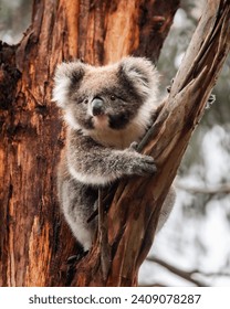 baby koala sitting on a branch in a tree