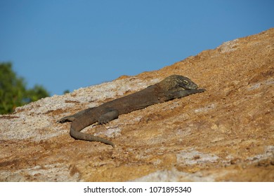 Baby Komodo Dragon