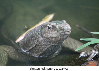 A Baby Komodo Dragon 