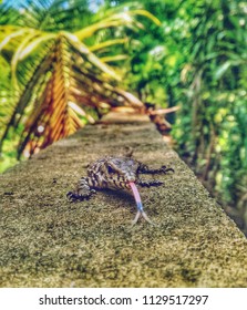 Baby Of Komodo Dragon 