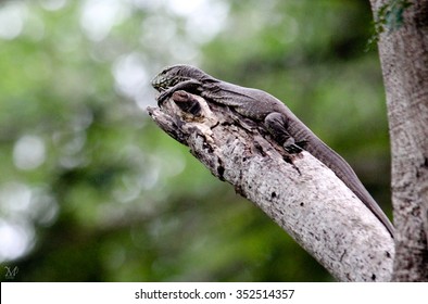 Baby Komodo Dragon!!