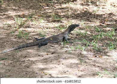 Baby Komodo Dragon