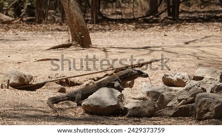 Baby Komodo dragon going to pond to drink