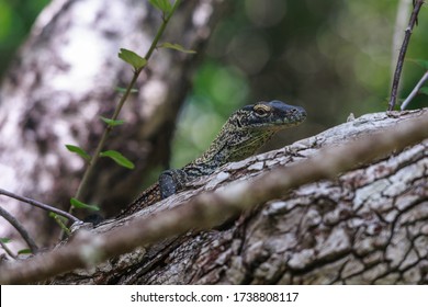 Baby Komodo Dragon On A Tree