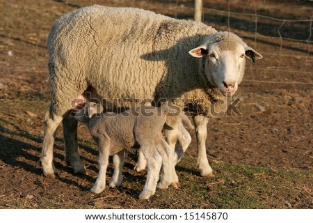 Similar – Image, Stock Photo Beautiful lamb next to its mother