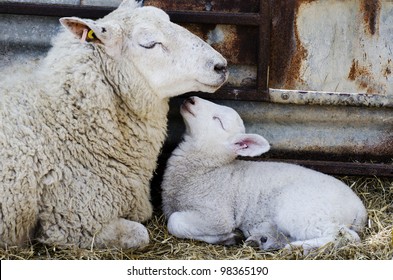Baby Lamb with Mother; single adorable baby lamb, with its proud mother