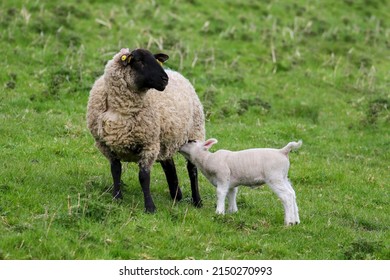 Baby lamb suckles mother sheep. Young farm animal feeding from black head or black face ewe. Agriculture farmland, Wicklow, Ireland - Shutterstock ID 2150270993