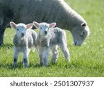 Baby lambs with mother grazing on green grass. Duder Regional Park. Auckland.