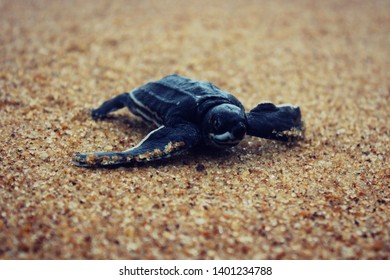 Baby  Leatherback Dermochelys Coriacea Turtle