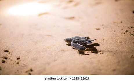 Baby Leatherback Sea Turtle