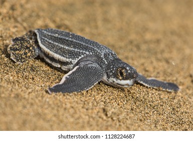 Baby Leatherback Sea Turtle 