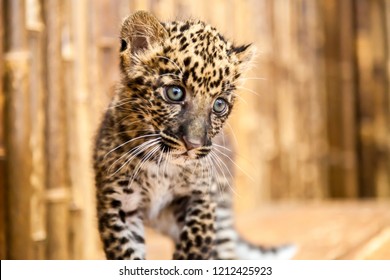 Baby Leopard Images Stock Photos Vectors Shutterstock