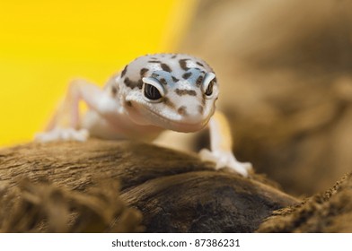 cute baby leopard gecko