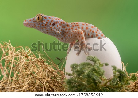 baby leopard gecko came out from the egg