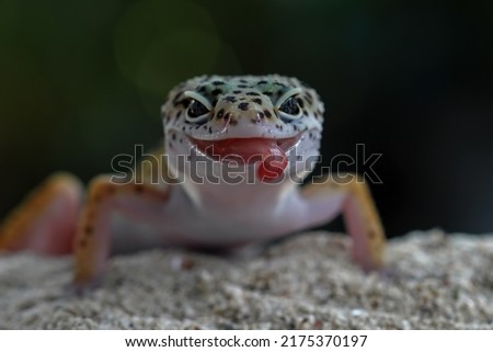 Baby leopard gecko lizard on sand, eublepharis macularius