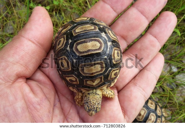 Baby Leopard Tortoise Hand Holding Tortoise Stock Photo (Edit Now ...