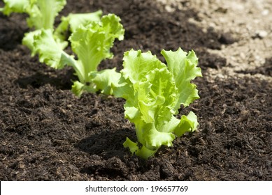 Baby Lettuce Growing In A Field