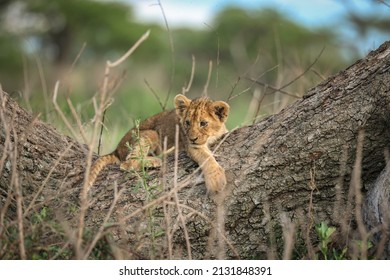 Baby Lion Cub Sitting In A Tree.