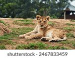 
A baby lion cub will spend the most of its time in its den in the first few weeks following birth. The cub will start to venture outside of its den at about three months.