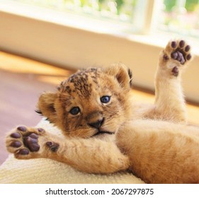 Lion Blanc Bebe Stock Photos Images Photography Shutterstock