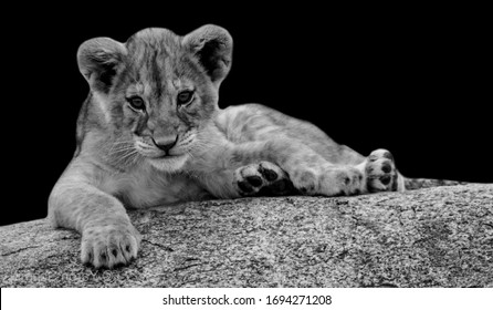Lionceaux Noir Photos Et Images De Stock Shutterstock