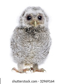 Owl Chicks High Res Stock Images Shutterstock