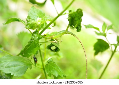 Baby Lizard In A Branch