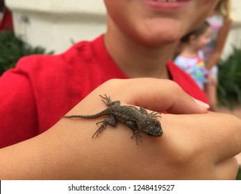 Baby Lizard On Child's Hand