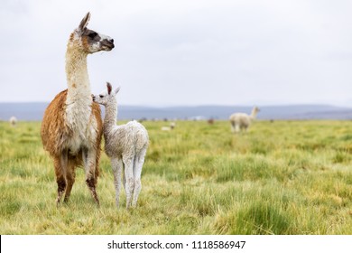 A baby llama with it's mother in the Altiplano - Shutterstock ID 1118586947