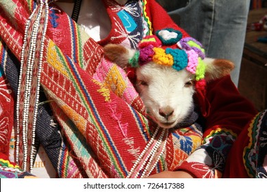 Baby Llama, Pisac, Inca Sacred Valley, Peru