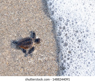 Baby Loggerhead Sea Turtle Making it To The Ocean