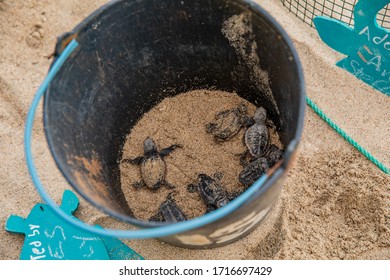 Baby Loggerhead Turtles In A Bucket At A Hatcherie On Sal, Cape Verde
