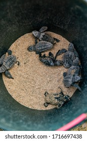 Baby Loggerhead Turtles In A Bucket At A Hatcherie On Sal, Cape Verde