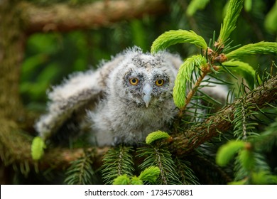 Hibou De Bebe Images Stock Photos Vectors Shutterstock